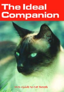 Ideal Companion: Guide to Cat Breeds